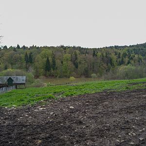 Enclosure of European bison