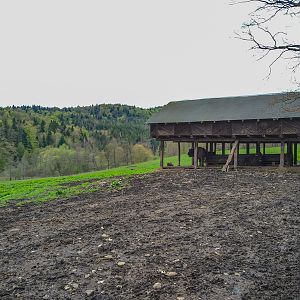 Enclosure of European bison