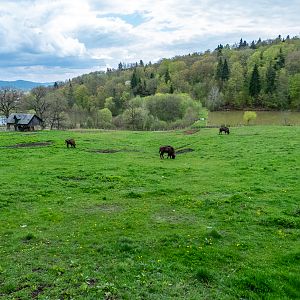 Enclosure of European bison