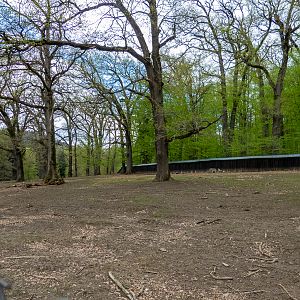 Enclosure of Fallow deer