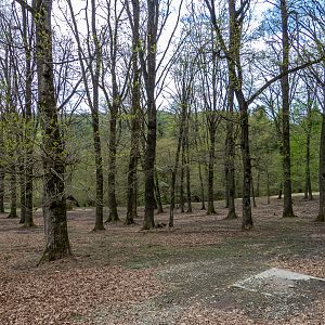 Enclosure of Fallow deer