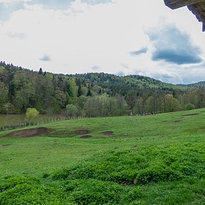 Enclosure of European bison