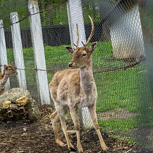 Fallow deer (Dama dama)