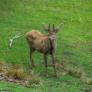 Carpathian red deer (Cervus elaphus carpathicus)