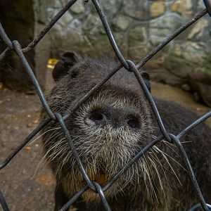 Nutria (Myocastor coypus)