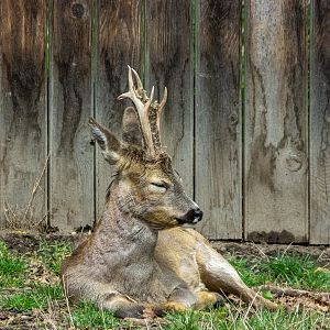 Roe deer (Capreolus capreolus)