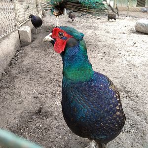 Common pheasant var. Tenebrosus (Phasianus colchicus)
