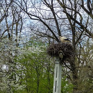 White stork (Ciconia ciconia)