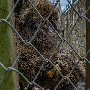 Caucasian wild boar (Sus scrofa attila)