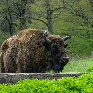 European bison (Bos bonasus)