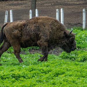 European bison (Bos bonasus)