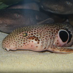 Speckled carpetshark (Hemiscyllium trispeculare)