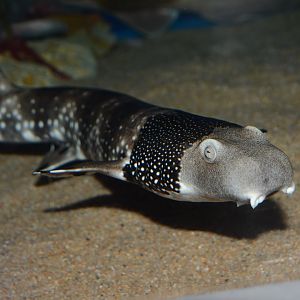 Necklace carpetshark (Parascyllium variolatum)