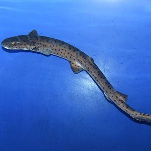 Australian marbled catshark (Atelomycterus macleayi)