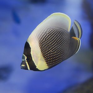 Mailed butterflyfish (Chaetodon reticulatus)