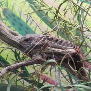 Southern Alligator Lizard