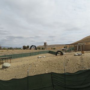 Desert Bighorn Sheep Exhibit