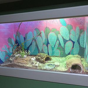 Desert Iguana Enclosure