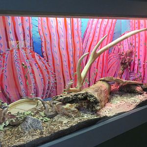 Coastal Rosy Boa Enclosure