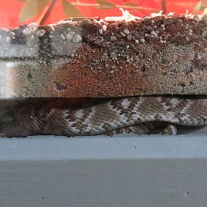 Baja California Lyre Snake