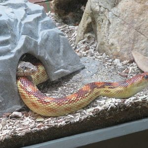 Baja California Gopher Snake