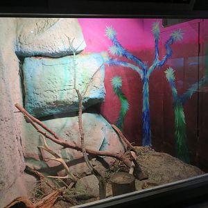 Chuckwalla Enclosure