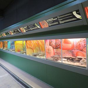 Reptile House Terrariums