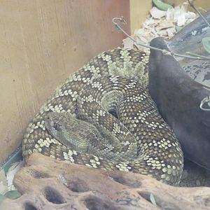 Northern Pacific Rattlesnake