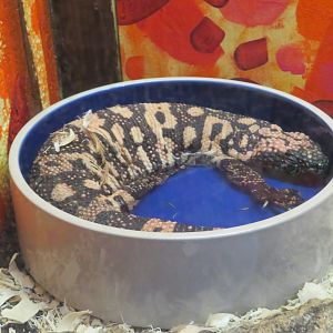 Banded Gila Monster