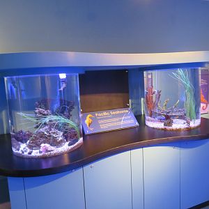 Pacific Seahorse Tanks