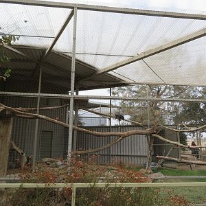 California Condor Aviary