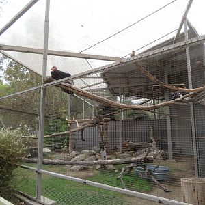 California Condor Aviary