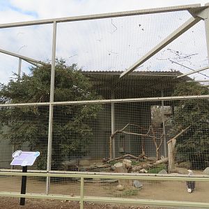 Bald Eagle Aviary