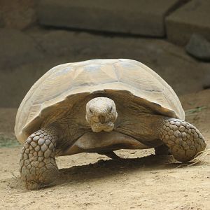 Clubfoot Desert Tortoise