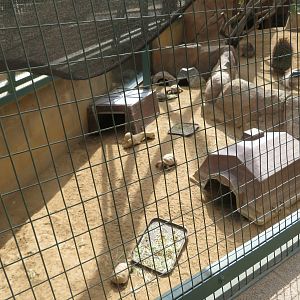 Baby Tortoise Play Area