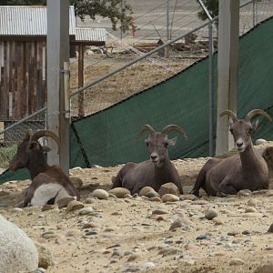 Desert Bighorn Sheep