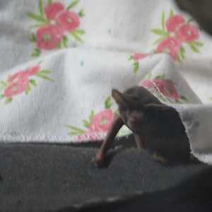 Mexican Free-tailed Bat