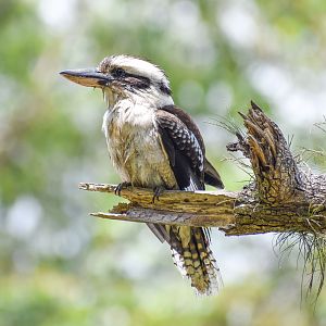Laughing Kookaburra