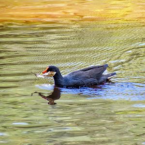 Dusky Moorhen