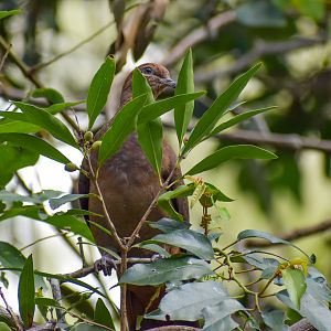 Brown Cuckoo-Dove