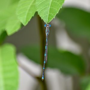 Wandering Ringtail, Austrolestes leda
