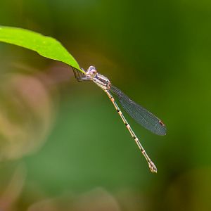 Wandering Ringtail, Austrolestes leda