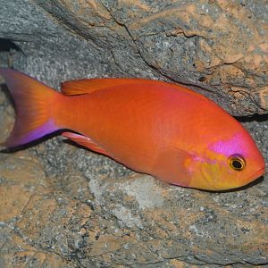Japanese splendid perch (Callanthias japonicus)
