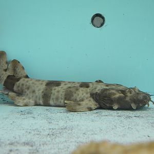 Northern wobbegong (Orectolobus wardi)
