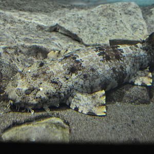 Ornate wobbegong (Orectolobus ornatus)
