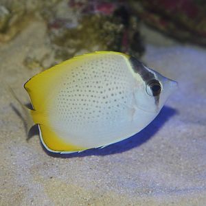 Crochet butterflyfish (Chaetodon guentheri)