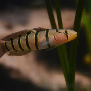 Serpentine goby (Pterogobius elapoides)