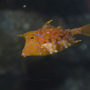 Thornback cowfish (Lactoria fornasini)