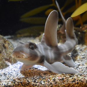 Japanese bullhead shark (Heterodontus japonicus) - juvenile