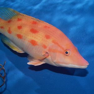 Banded pigfish (Bodianus oxycephalus)